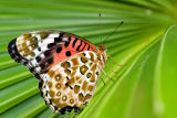 Indian Fritillary