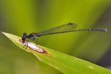 Possibly Prodasineura autumnalis