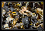 Cama grocs ( Cantharellus lutescens) assecats