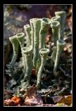 Cladonia