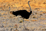 Ostrich, Etosha National Park, Namibia