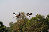 Grey Crowned Crane