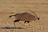 Oryx, Etosha National Park