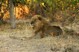 Male Lion, Chobe National Park