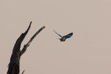 Lilac Breasted Roller