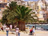 Date palms in Sitia, Crete