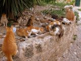 The Stray Cats of Rhodes
