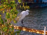 A heron sits by the Nile