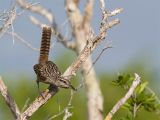 Yucatanwren - Yucatanwinterkoning