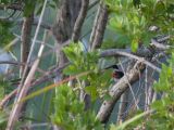 Green Kingfisher - Groene Ijsvogel