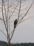 Roadside Hawk (juvenile) - Wegbuizerd (juveniel)