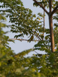 Yellow-throated Euphonia - Geelkeelorganist