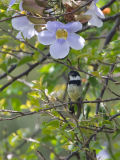 White-collared Seedeater - Witkraag-dikbekje