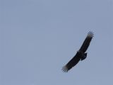 Zwarte Gier - Black Vulture