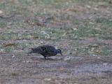 Common Bronzewing - Bronsvleugelduif