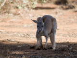 Kangaroo 16.jpg