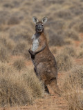 Kangaroo 20.jpg