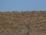 Brown falcon - Haviksvalk
