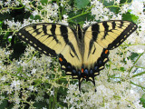 Tiger Swallowtail