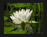 Water Lily