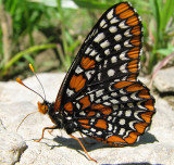 Baltimore Butterfly