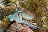 Day Octopus (Octopus Cyanea)