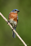 Eastern Bluebird pb.jpg