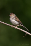 Song Sparrow 2 pb.jpg