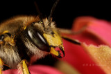Bee pb.jpg