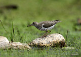 Spotted Sandpiper pb.jpg