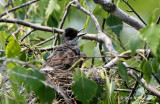 Kingbird on the nest pb.jpg