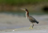 Green Heron pb.jpg