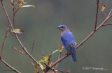 Bluebird in the rain pb.jpg