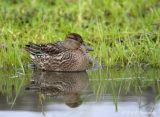 Green Winged Teal