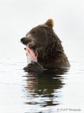 Brown Bear 11 pb.jpg