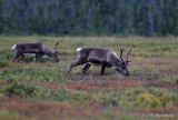 Female Caribou 2 pb.jpg