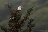 Bald Eagle 6 pb.jpg