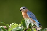 Female Eastern Bluebird.jpg