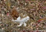 Willow Ptarmigan 3 pb.jpg