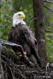 Bald Eagle 7 pb.jpg