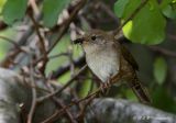 house wren pb.jpg