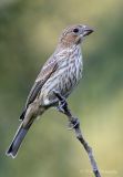 House finch 2 pb.jpg