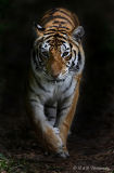 Tiger pb.jpg