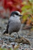 Gray jay pb.jpg