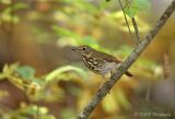 Hermit Thrush pb.jpg