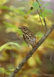 Hermit Thrush 2 pb.jpg