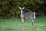 White Tail Deer pb.jpg