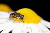 Hoverfly on a wild daisy pb.jpg