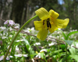 Trout Lily - Erythronium umbilicatum