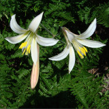 Washington Lily, Lilium washingtonianum